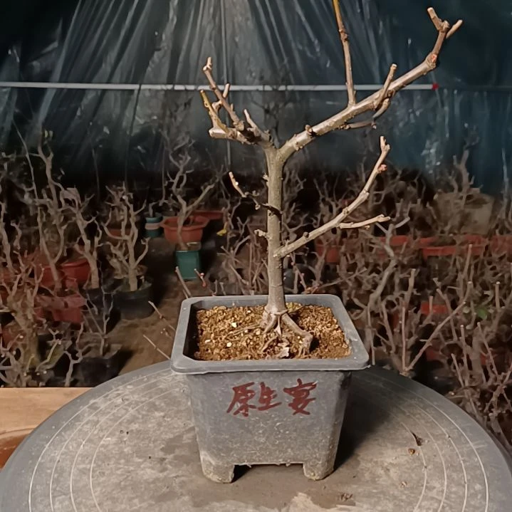 当前无花朵，栽培后可花朵