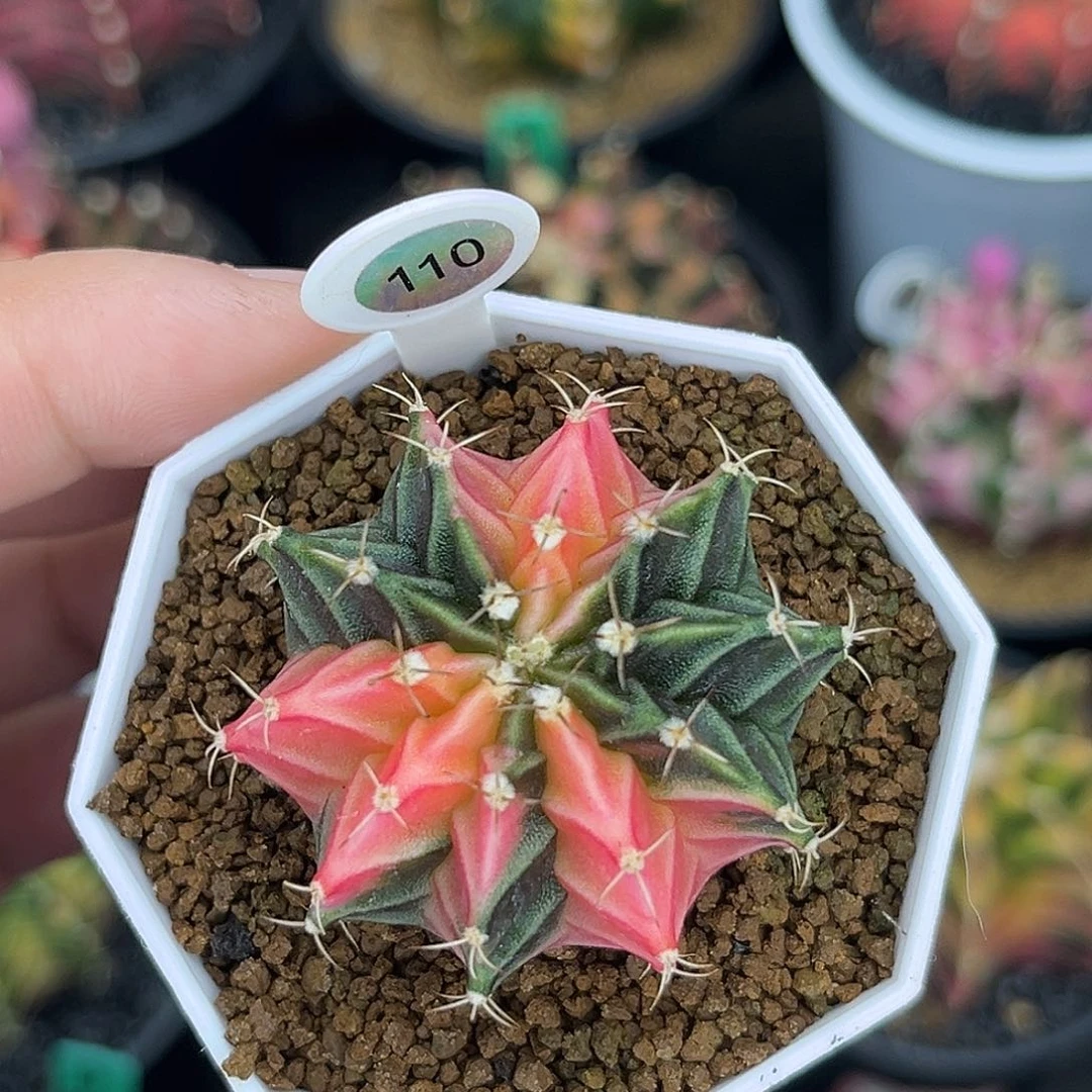 110泰系米哈肋骨锦，福利