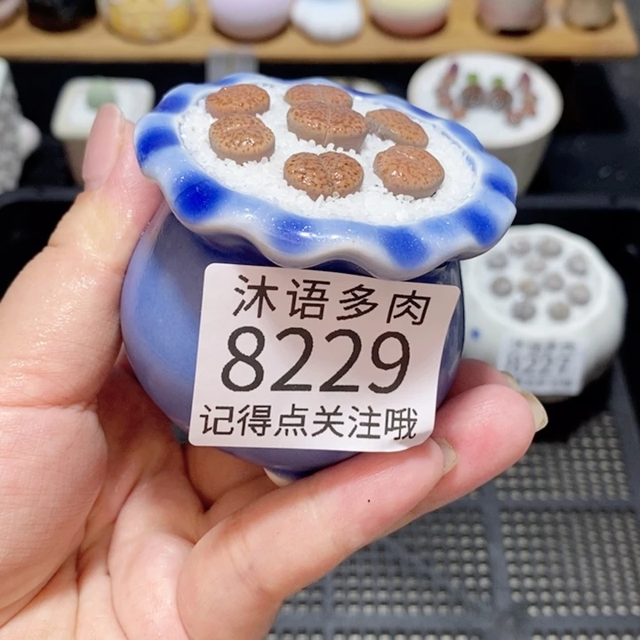 带盆土植物 精美盆栽8229