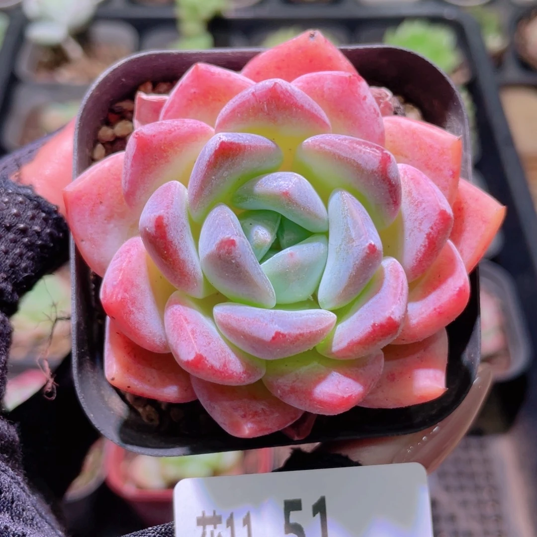 花利美11-51冰糖单头