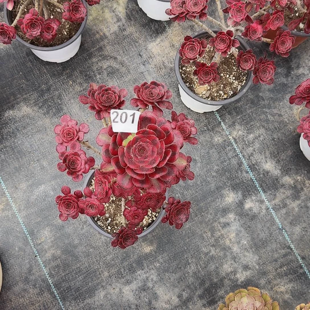 不开花植物201香奈儿