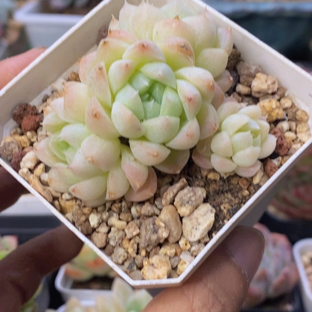 白月影杂交小群一物一拍