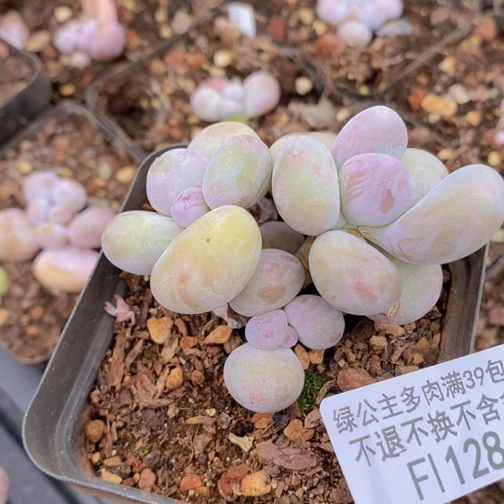 韩版蛋黄奶肥炸叶128多肉植物