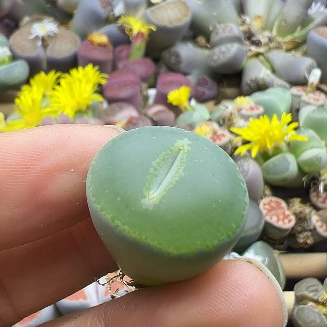 用****12557炸了11111111111111