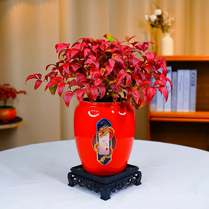 火焰南天竹老桩盆栽观叶盆景好养易活耐寒绿植书房茶桌禅意微景观