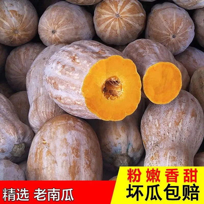 四川南充农家露天自种老品种南瓜香甜软糯当季蔬菜