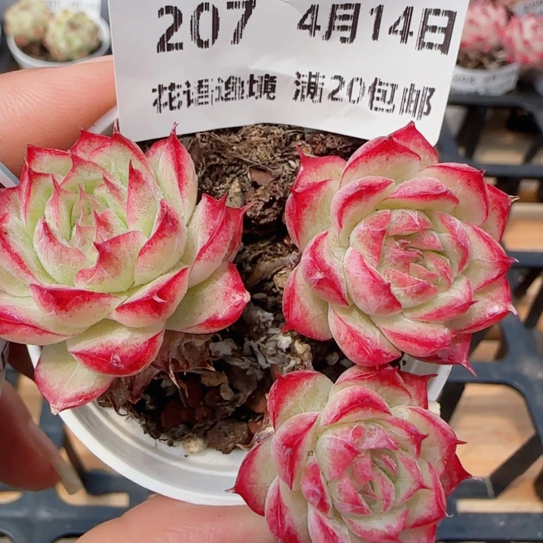 花语逸镜0414-207