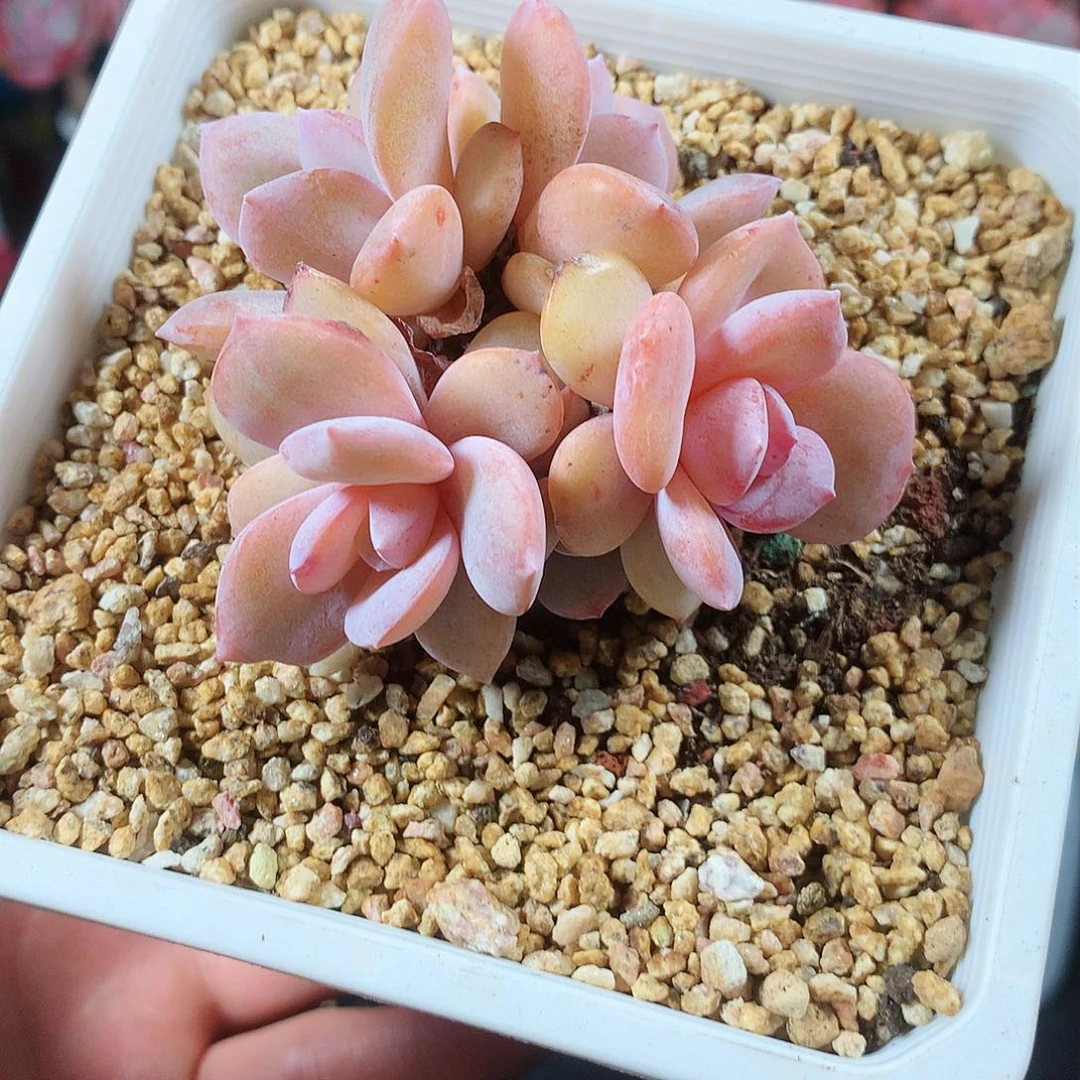 完全开放紫***果这里可以说是有