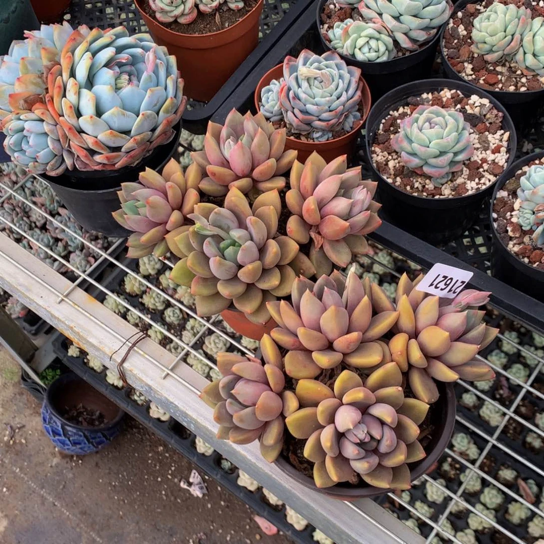 我*好21621两个嗯嗯知道的都