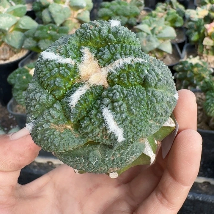 无花朵685老款大尤连山