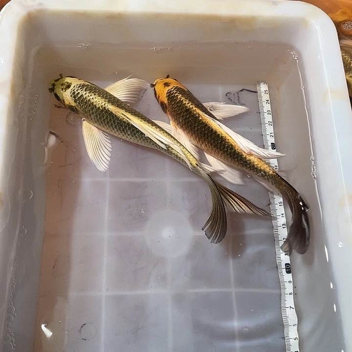 蝴蝶鲤鱼渔场直发106