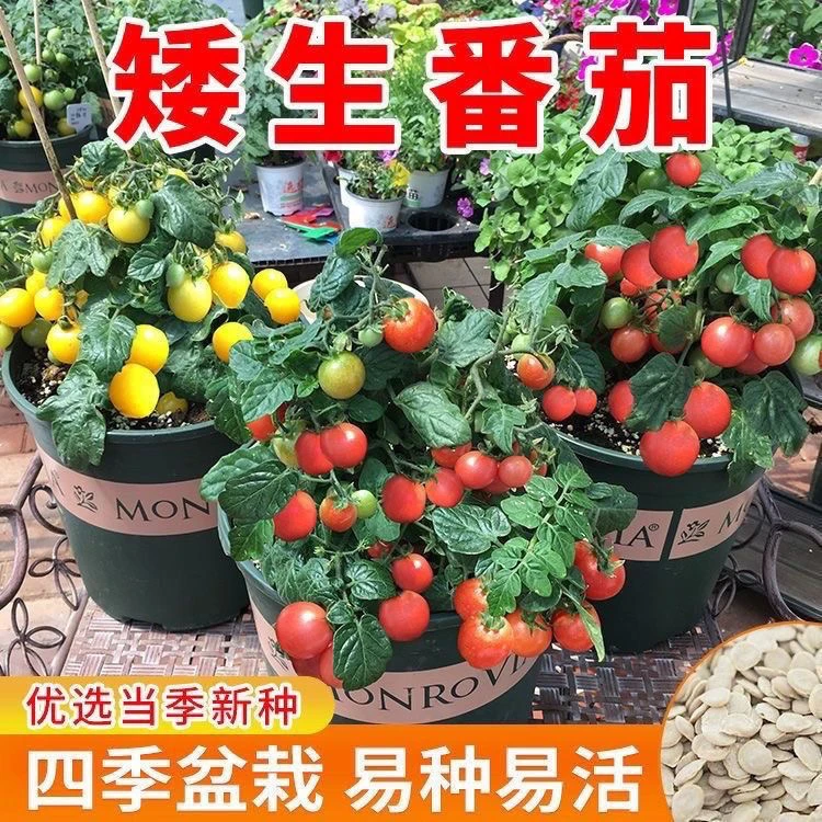 【全店5包包邮】矮生盆栽番茄种子蔬菜种孑早熟小西红柿农家阳台