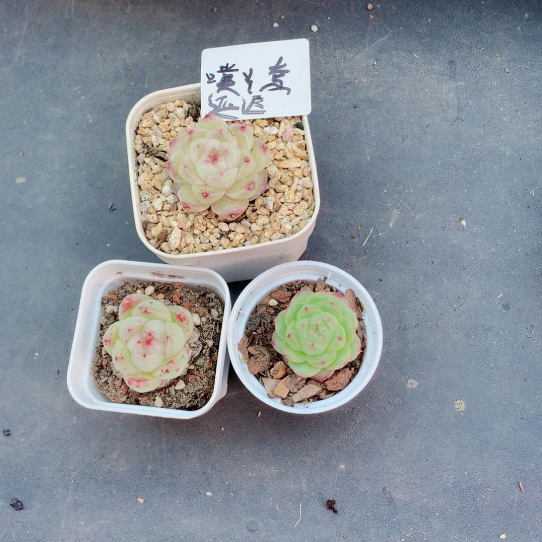 噗*奈麦秆58包邮  群生不包整噗噗延迟发货