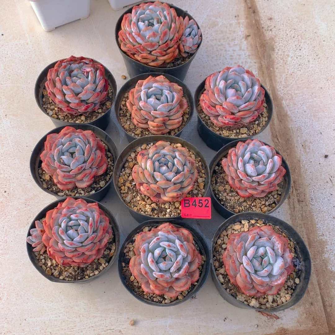 452橙子多肉植物组合