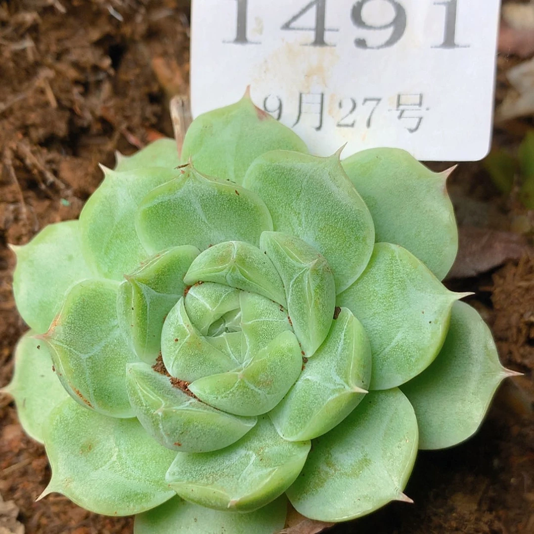 【闪购商品】云1491号