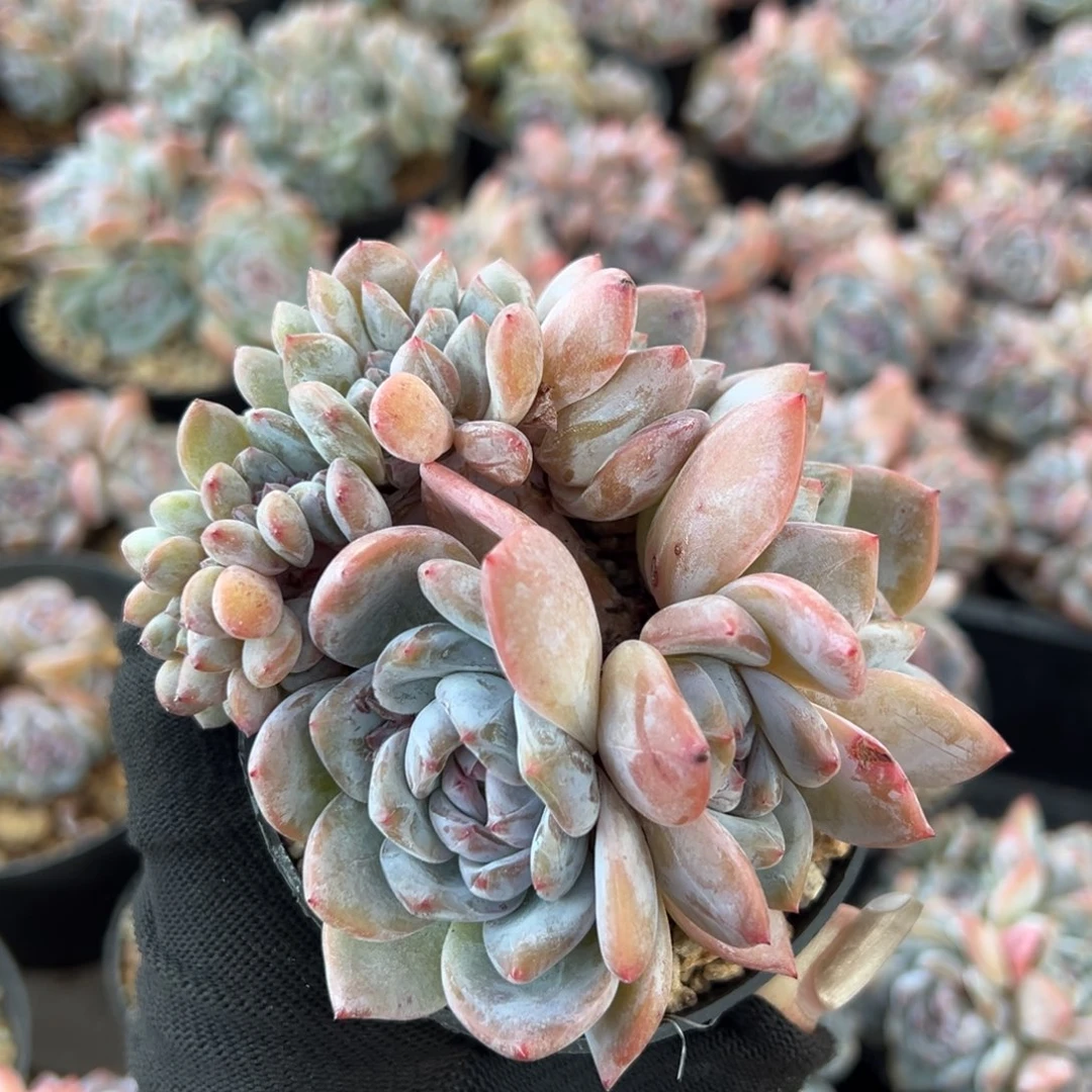四头一缀盘龙型哈哈