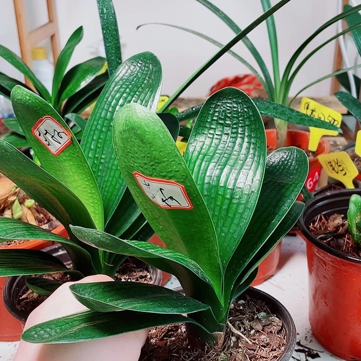 当前无花栽培后可以开花