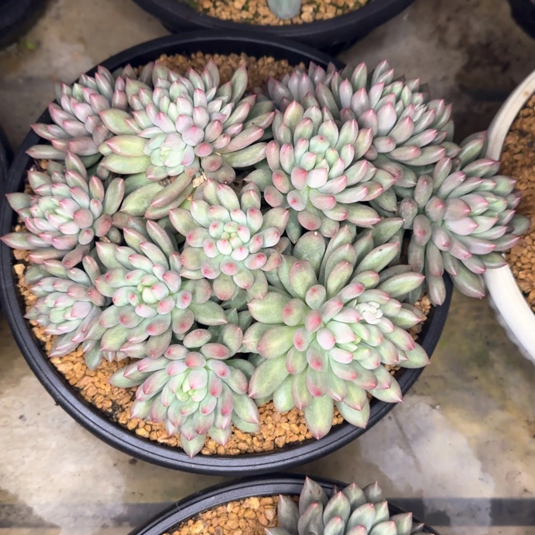多肉植物多肉植物