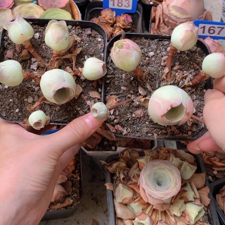 小***妮一物一拍组合福利888
