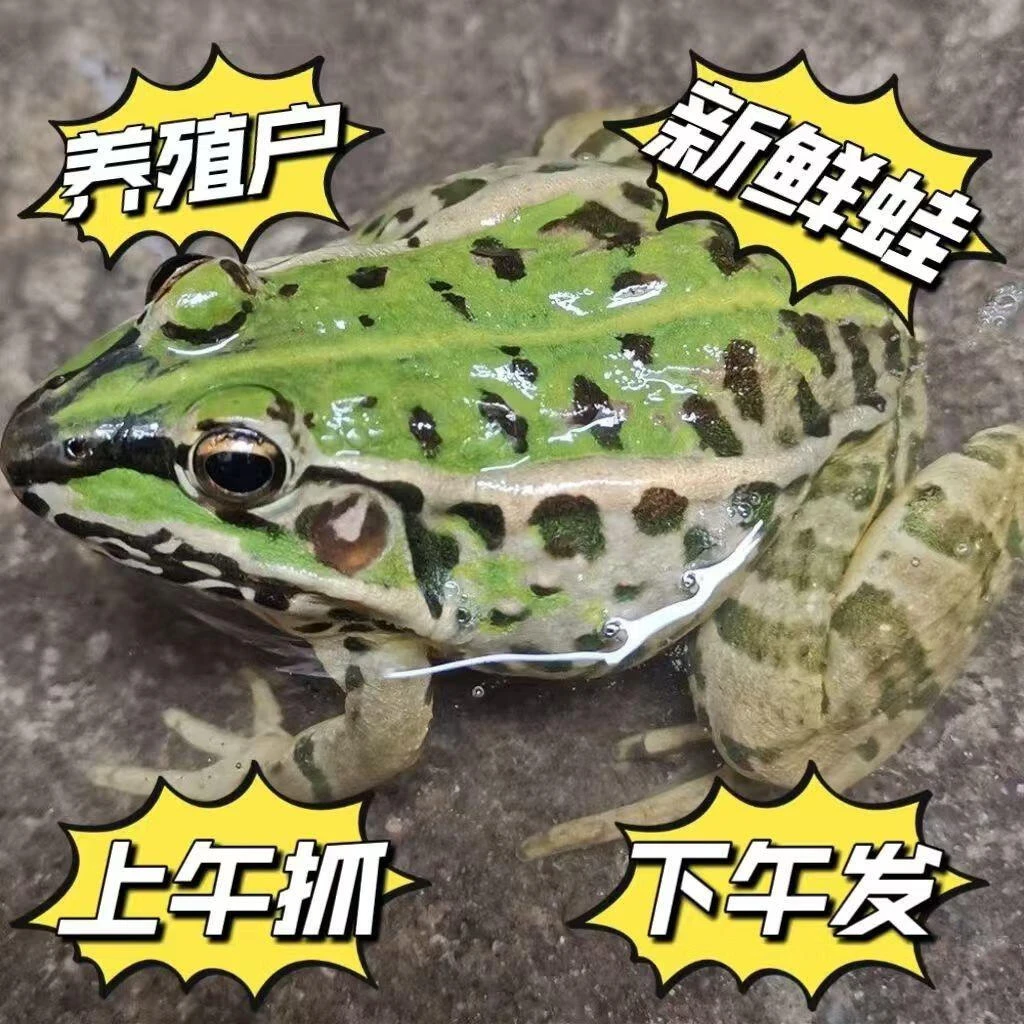 白条蛙 现杀青蛙肉 生态养殖稻田青蛙 非牛蛙