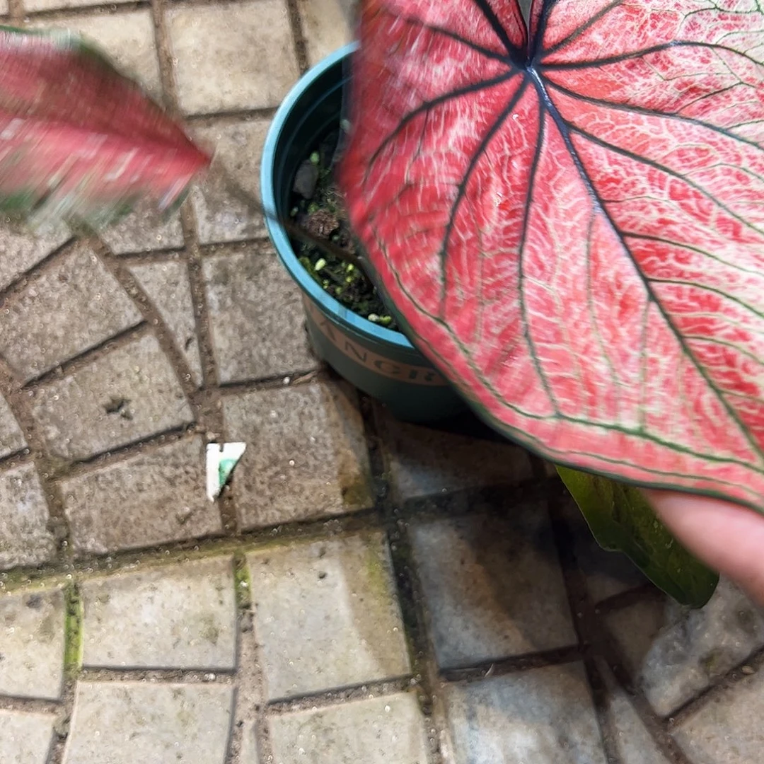 吉***哥完全开放3920泰彩