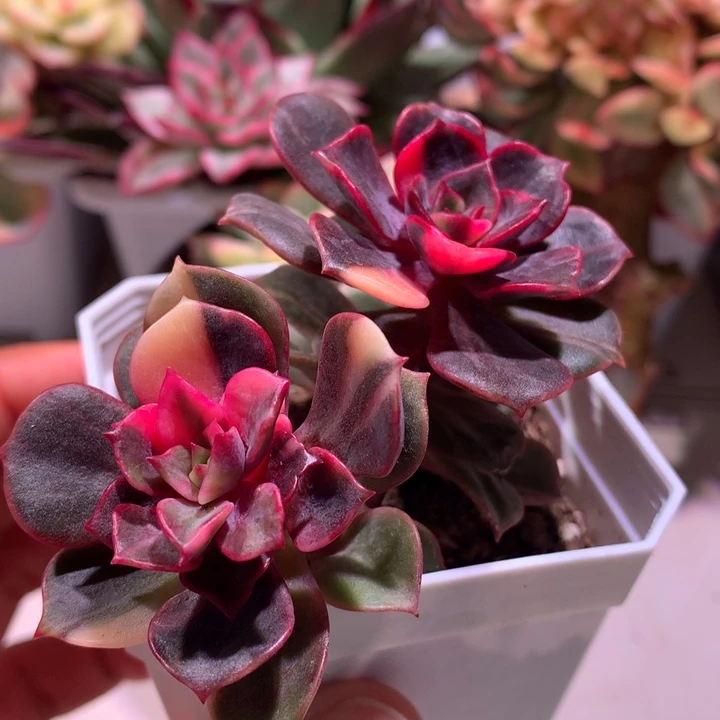 大红袍锦拉丝锦双头