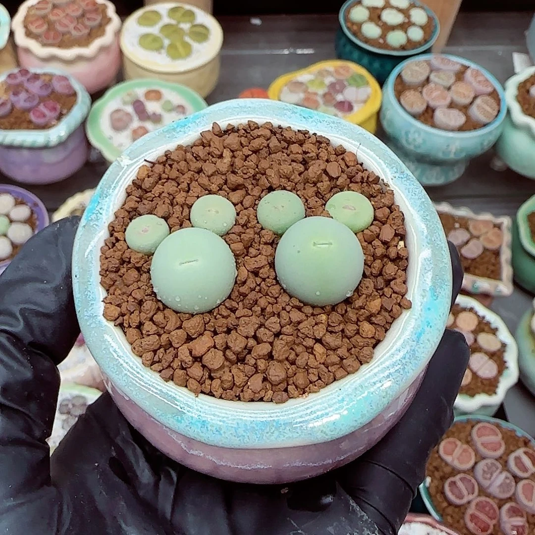 生石花满18包邮1014-80