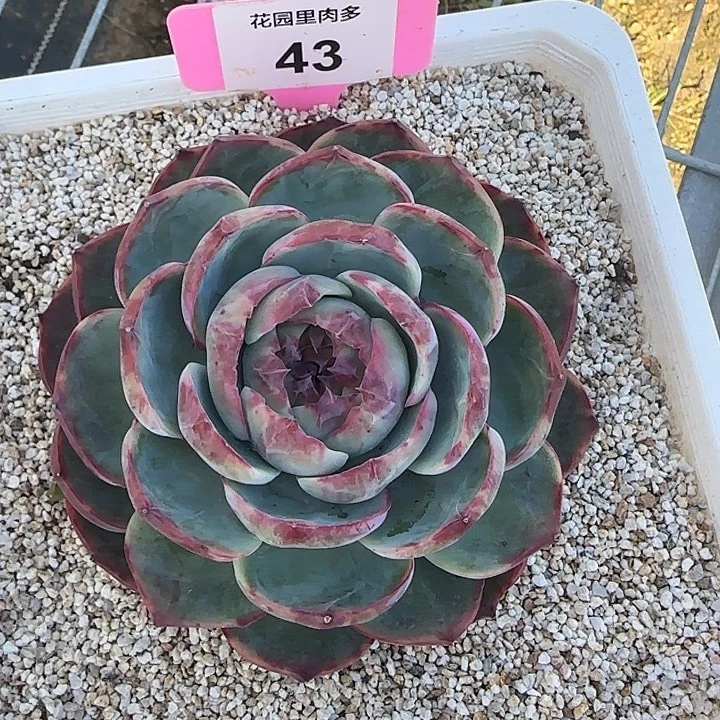 43 惊鸿仙子多肉植物