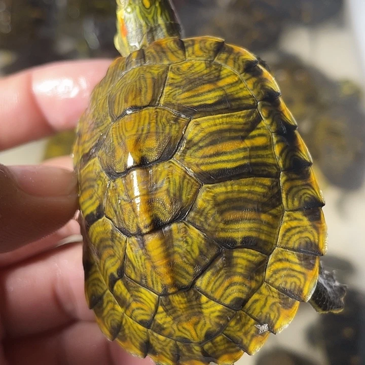 不分公母宠物龟1只黄耳