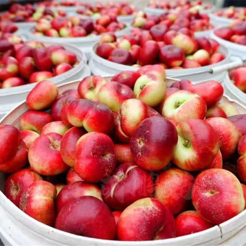 【现场挑选现场打包】纽扣油蟠桃现摘现发脆甜多汁当季新鲜水果