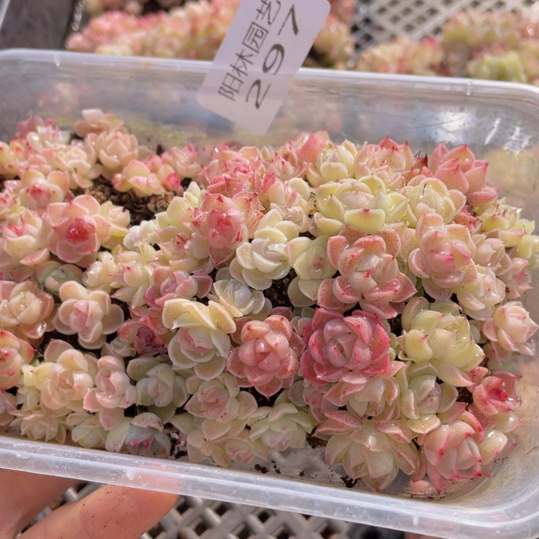 地****主多肉植物多肉植物297