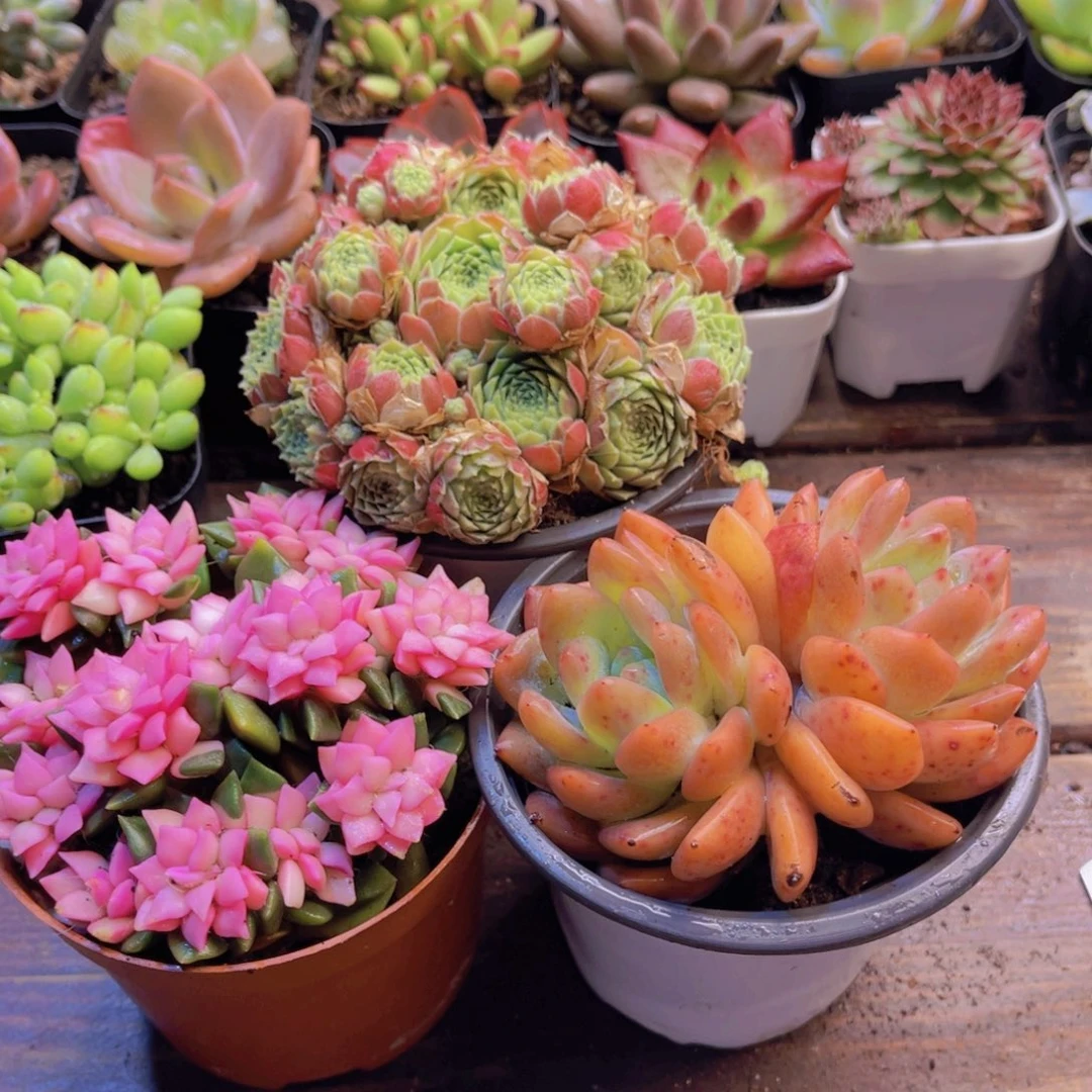 吹雪 爱德华 梦影