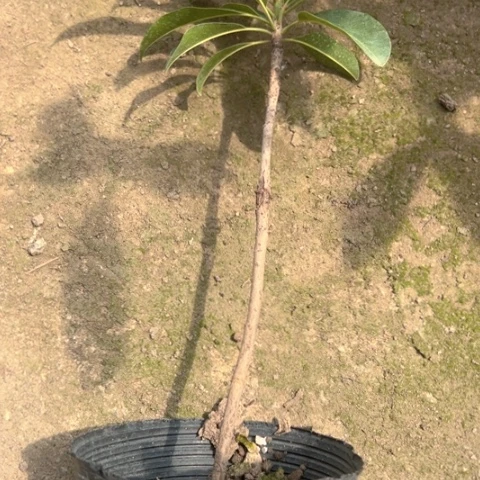 我***爱金钻凤梨360936084790