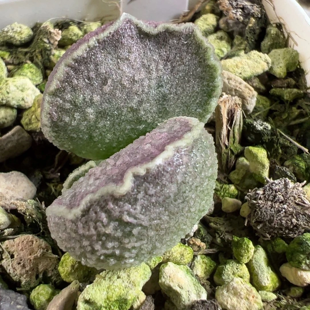 实生新品多肉植物水泡多肉植物
