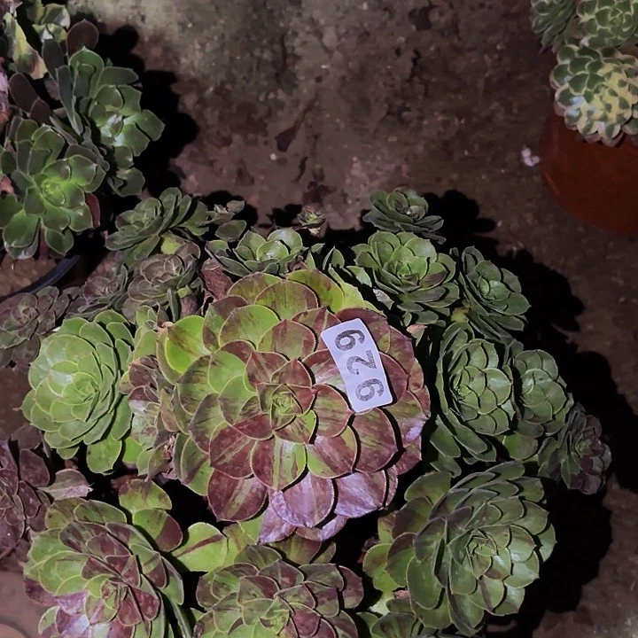 929花月夜多肉植物