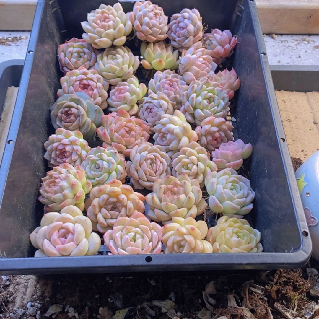 一物一拍。   150。    31颗