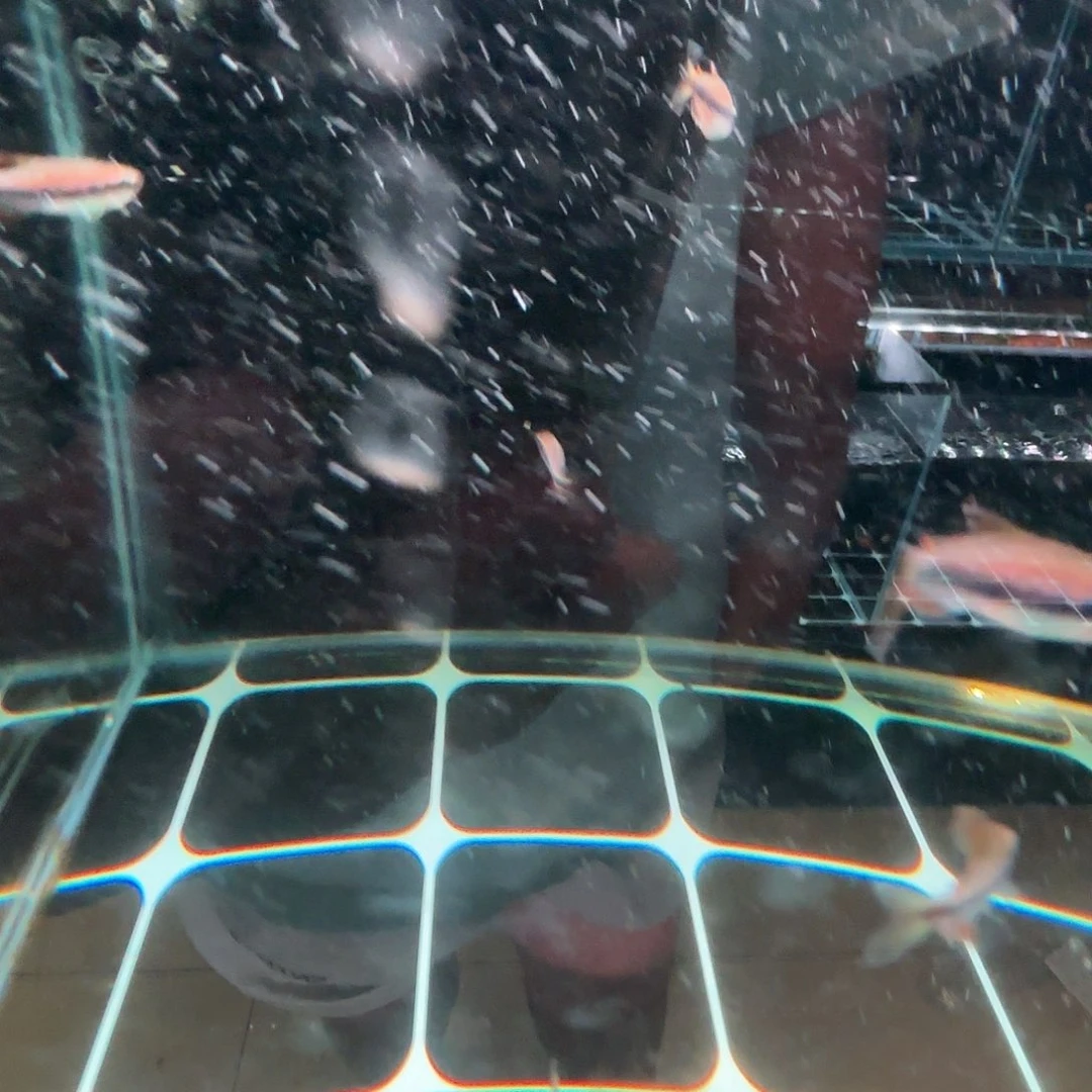 海水皇后凯莉鱼一条
