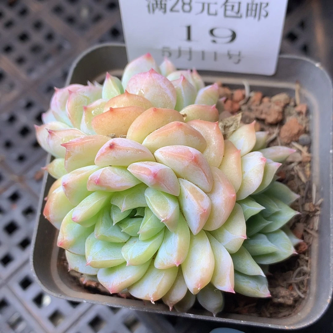 【闪购商品】云19号