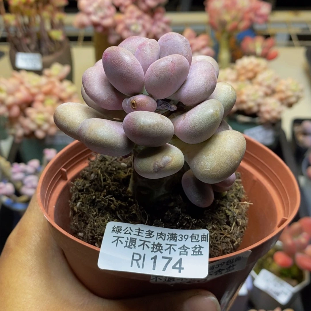 174月美人多肉6c m