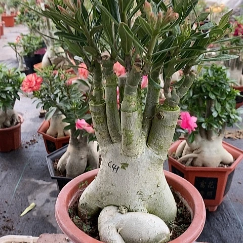 【闪购商品】无花朵山*绿植