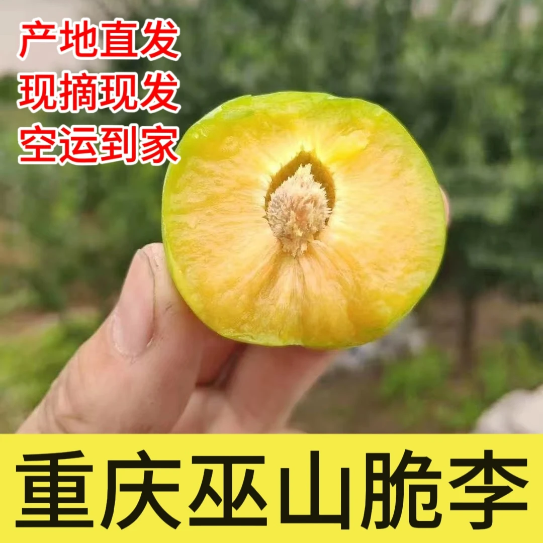 精品特大果正宗巫山脆李新鲜应季水果脆甜美味脱骨多汁现摘现发