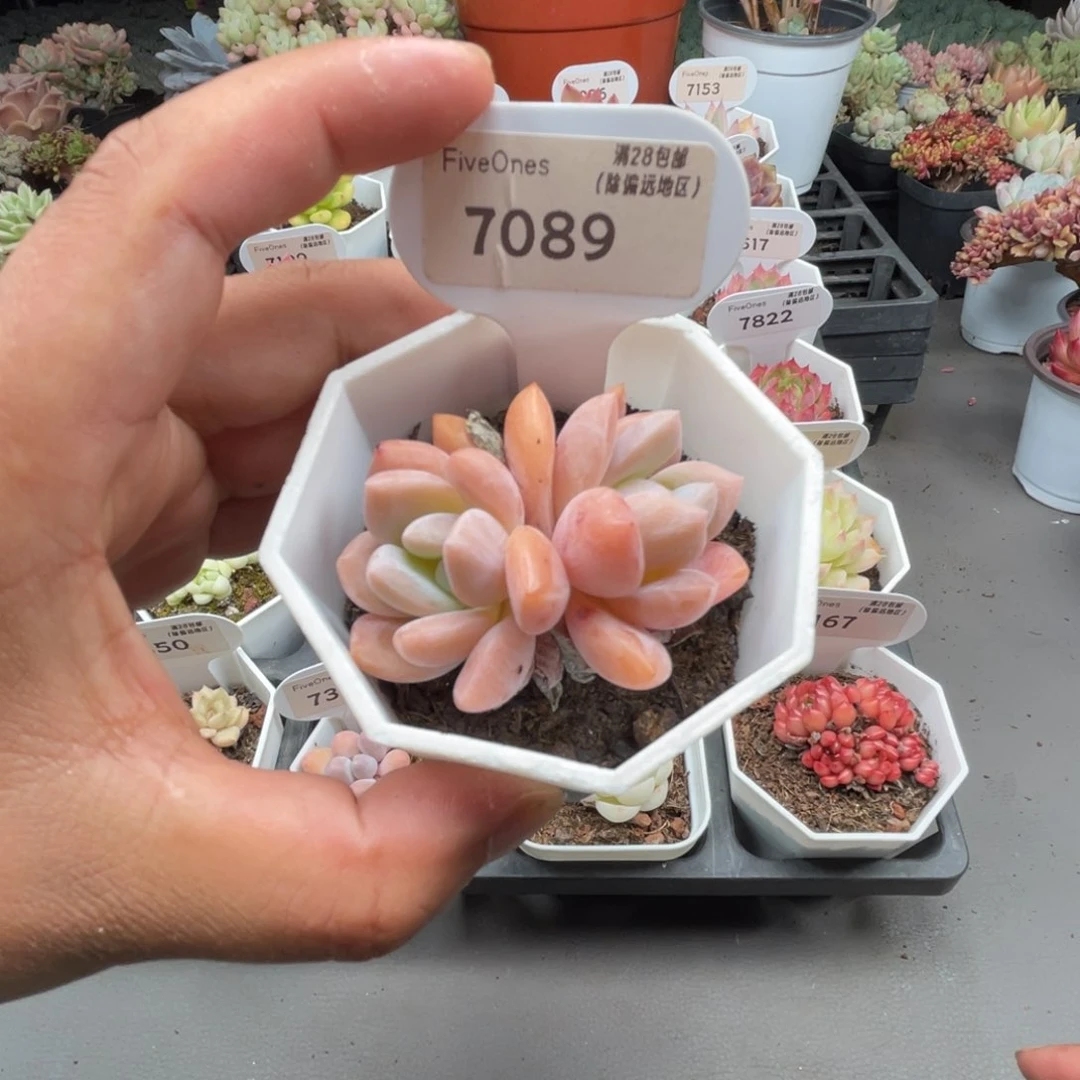 7089 op冰玉5.0厘米