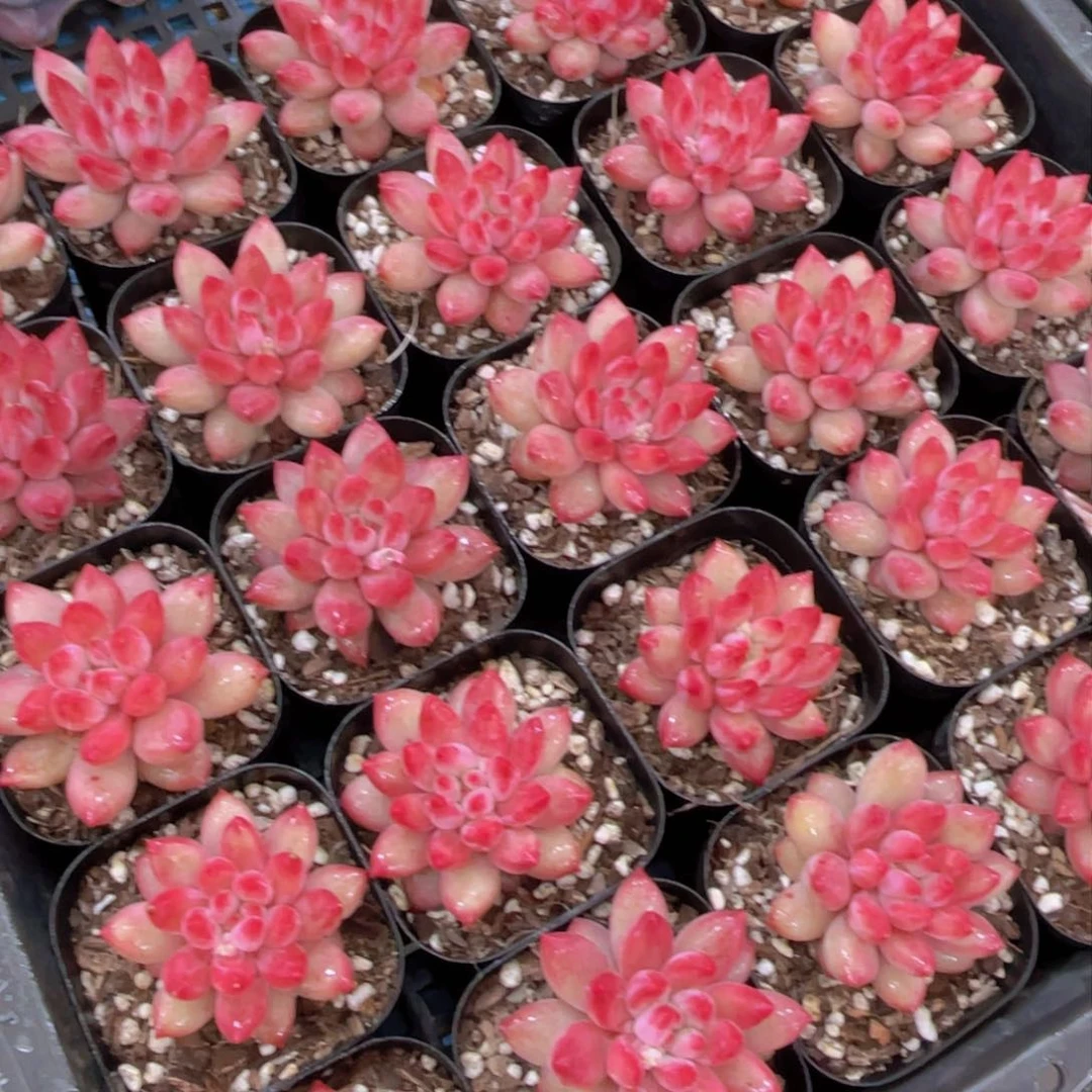 量拍45号新年福利丸叶金鱼姬车厘子全状态单头一个