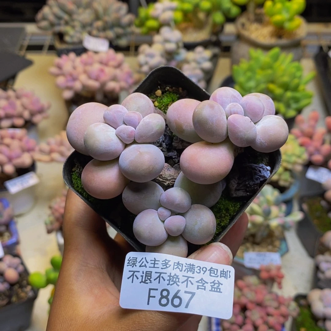 867芭比奶多肉7cm