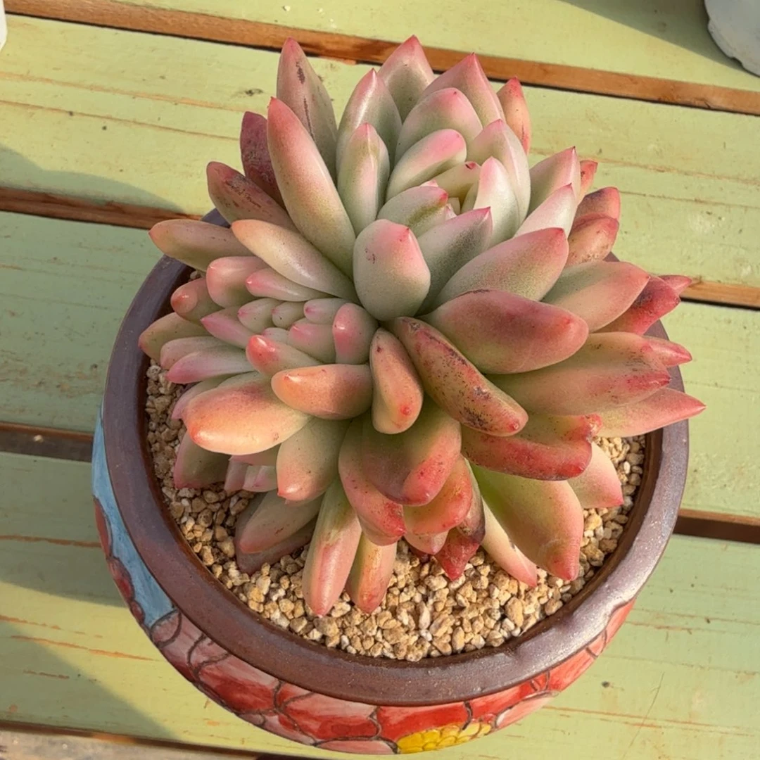 冰月亮锦群锦上园艺一物一拍