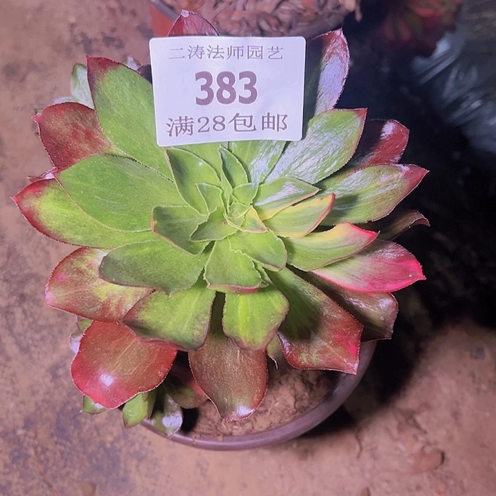 383魅影七彩多肉老桩