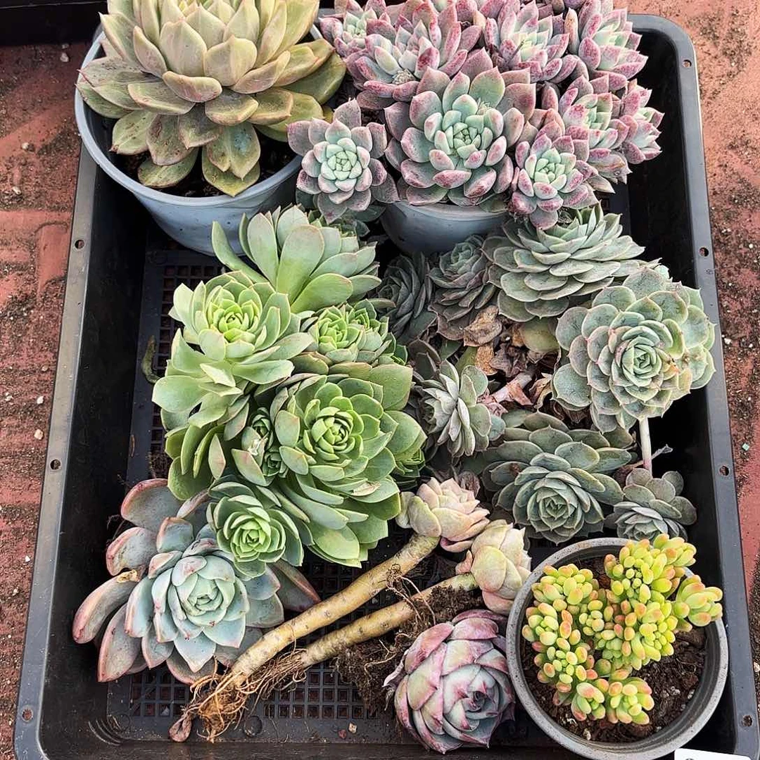 多的植物狂拍661号