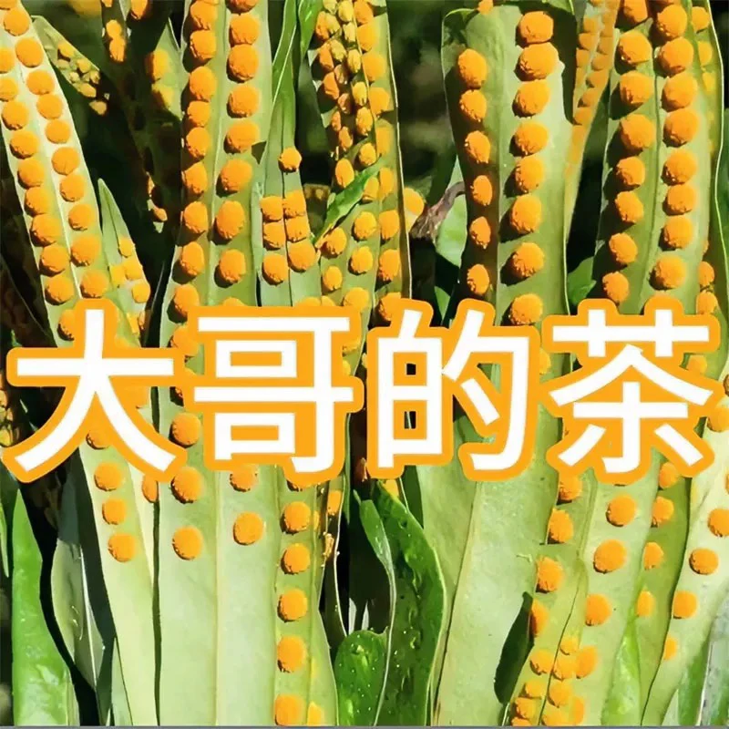 黄金草 长白山野生嗷嗷草深山采摘天然草本养生佳品