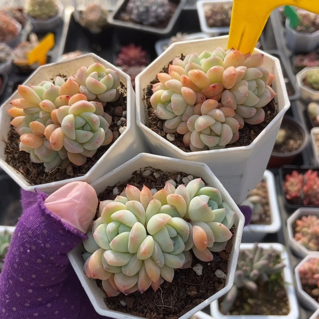 吴*容559幻梦3颗多肉植物保护