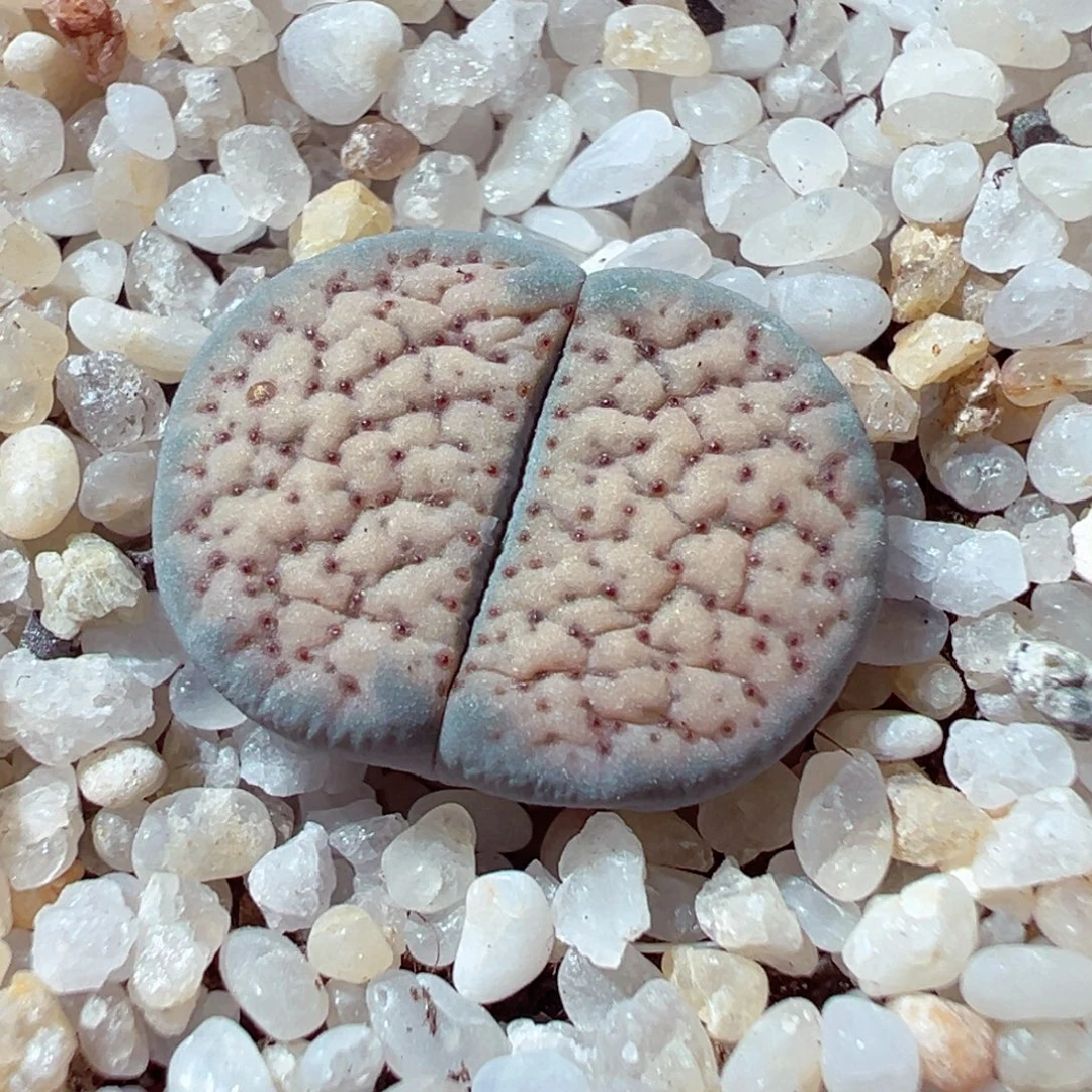 1226-717多肉多日